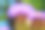 模糊的背景上的洋蓟花。素材图片