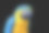蓝色金刚鹦鹉的鸟肖像素材图片