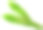 高良姜叶，花孤立在白色背景上素材图片
