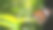 普通的虎斑蝶(帝王蝶)长在绿色的叶子上素材图片