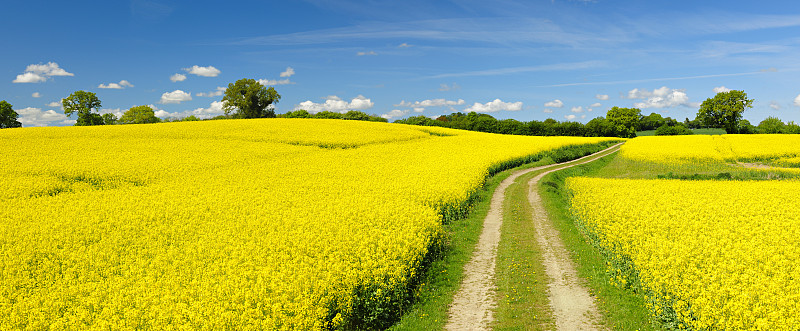 春天的风景与蜿蜒的尘土飞扬的农场道路通过油菜田图片下载