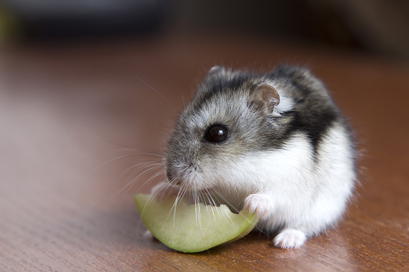 可爱的仓鼠吃了一片苹果图片素材