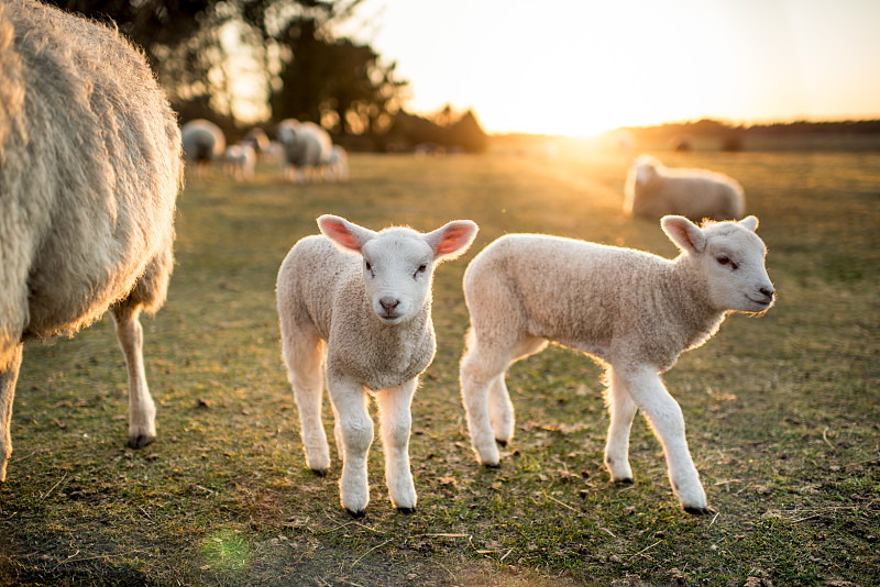 复活节的羊羔图片下载