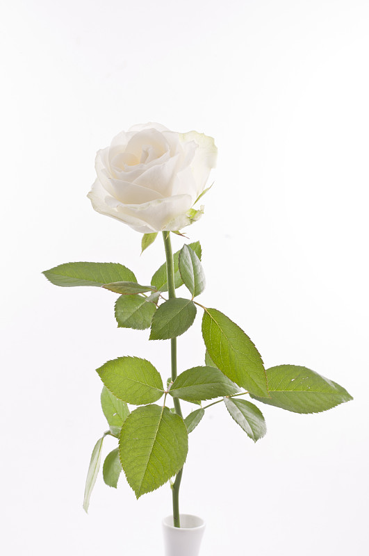 白玫瑰高清壁纸竖屏图片