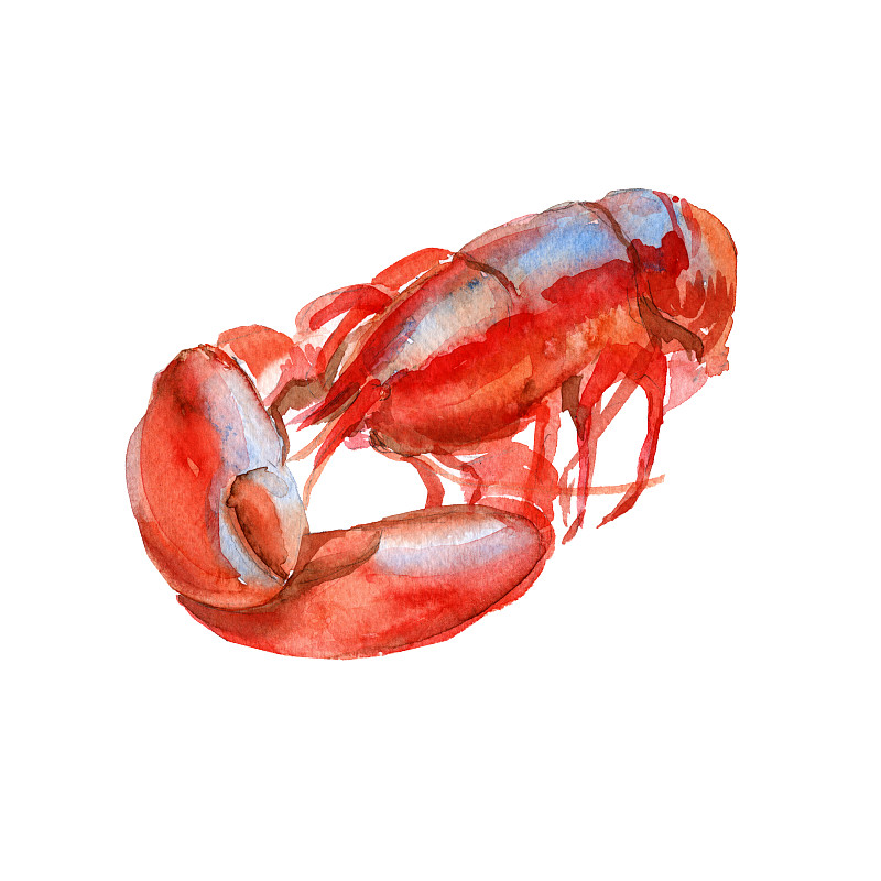 龙虾煮熟。孤立在白色背景上。水彩插图。图片下载