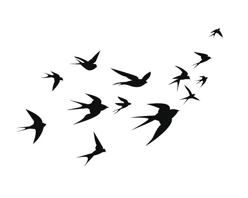 一群燕子飞了上来图片素材