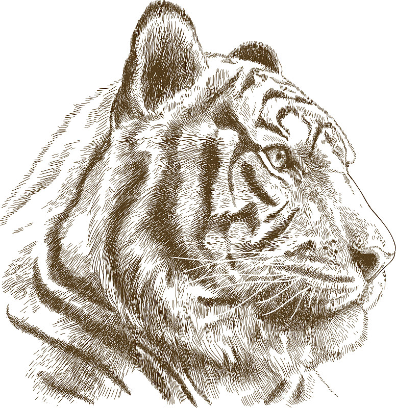 虎头雕刻插图图片素材