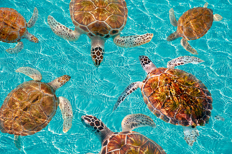 加勒比的里维埃拉玛雅海龟图片素材