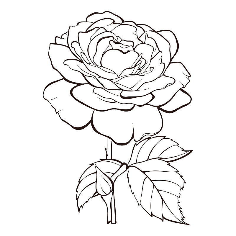 向量玫瑰花孤立在白色背景。为设计元素。手绘等高线和笔画。图片素材